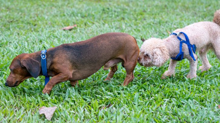 Why Do Dogs Sniff Butts And Why Is It Important