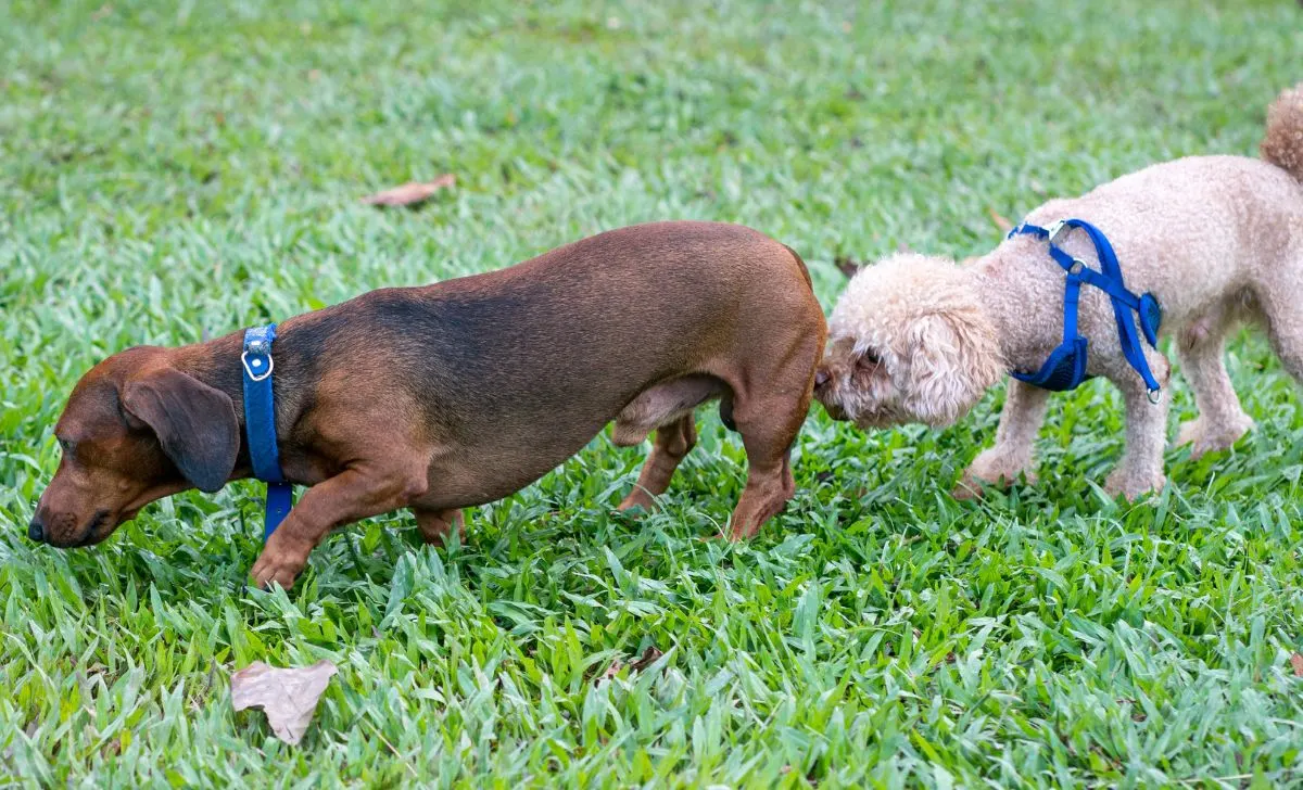 dog sniffing other dogs butt