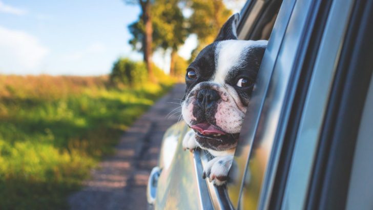 5 Fun Reasons Why Do Dogs Stick Their Head Out The Window 