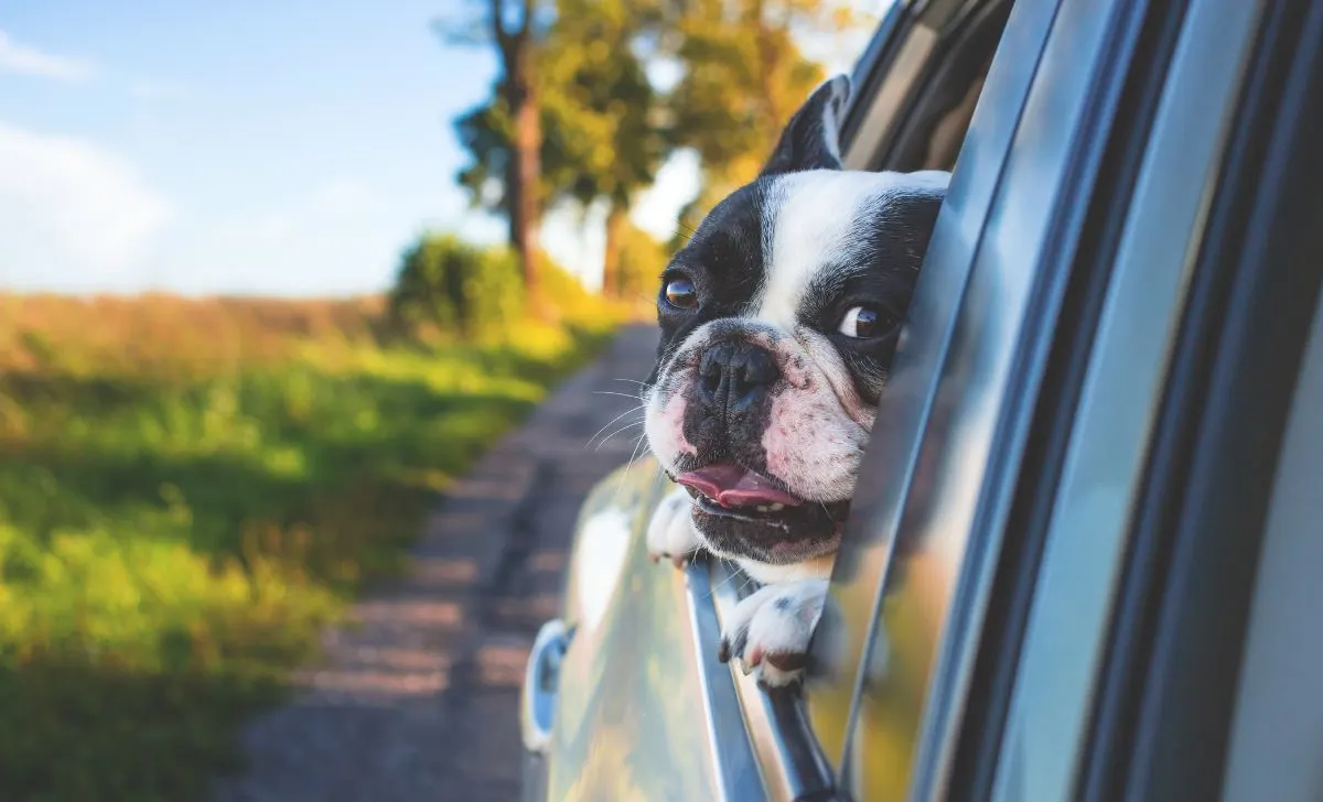 why do dogs stick their head out the window