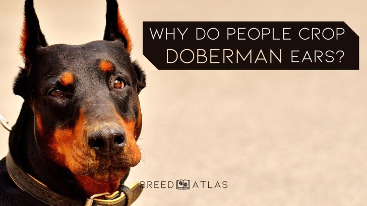 Why Do People Crop Doberman Ears And Should You Do It