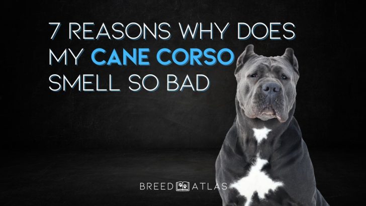 7 Reasons Why Does My Cane Corso Smell So Bad