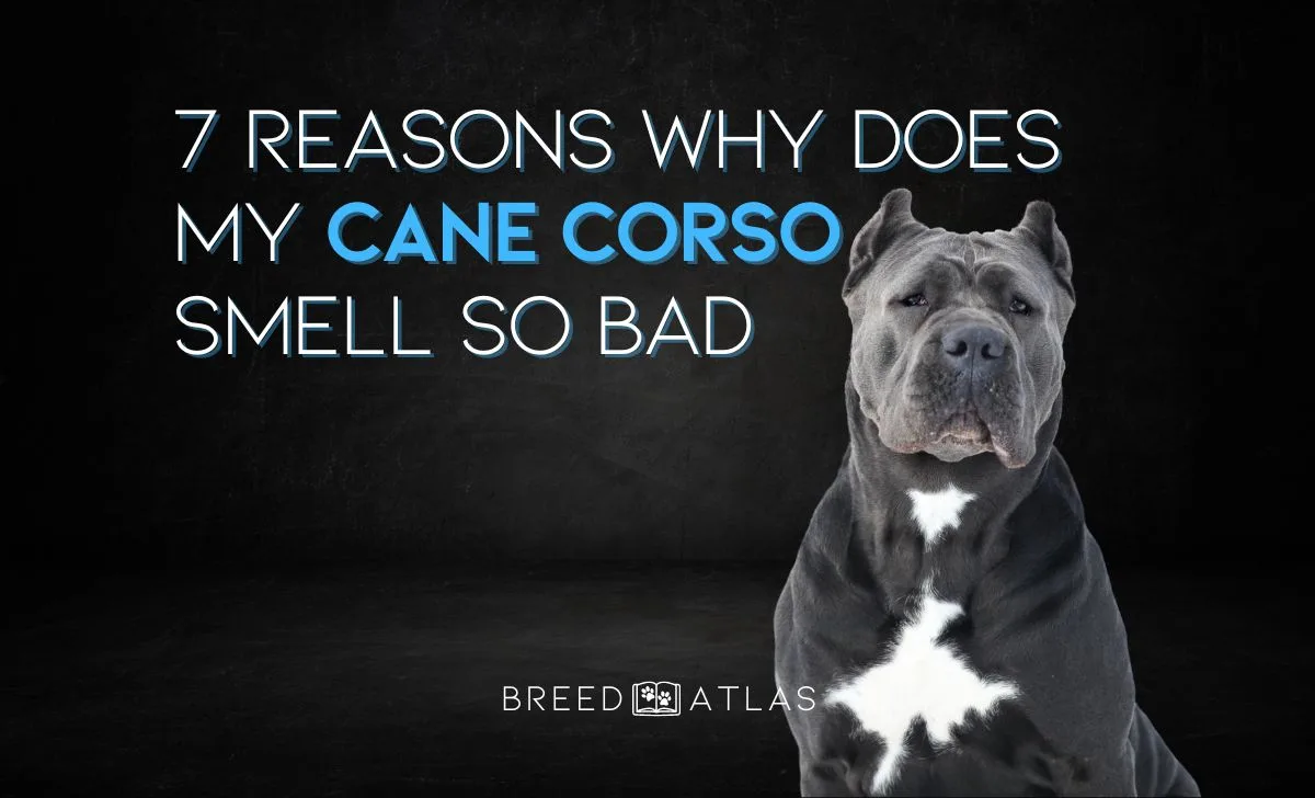 why does my cane corso smell so bad