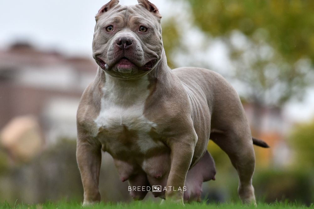 xl american bully dog in nature