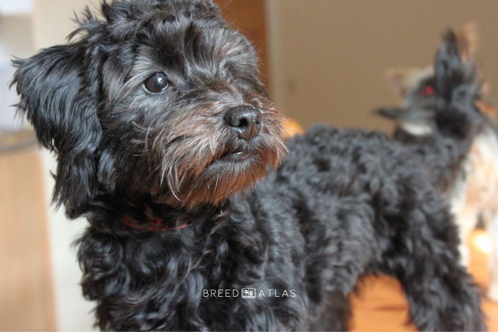 yorkie poo yorkshire terrier poodle mix