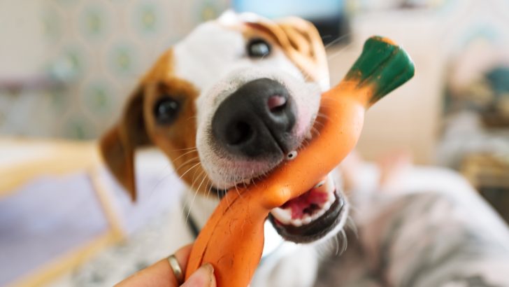 7 Cute Reasons Why Do Dogs Like Squeaky Toys 