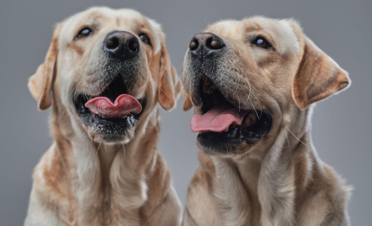 Male Vs Female Labrador Scientific Insights