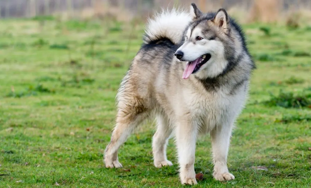 Alaskan Malamute