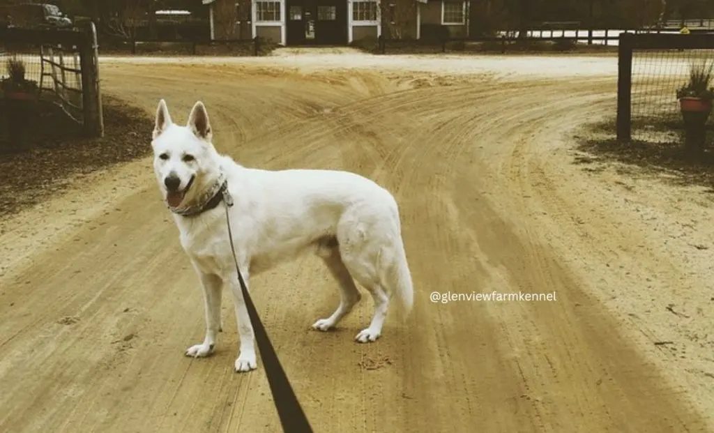 Albino German Shepherd color