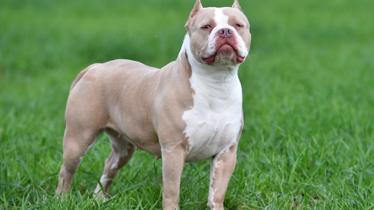 5 Reasons Why Is My American Bully Losing Hair 