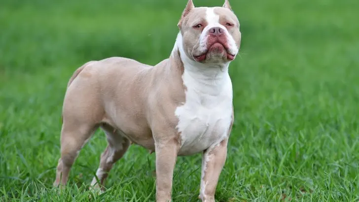 5 Reasons Why Is My American Bully Losing Hair