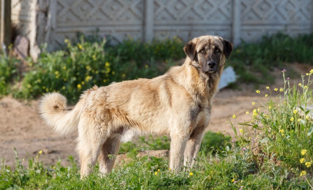 Anatolian Shepherd