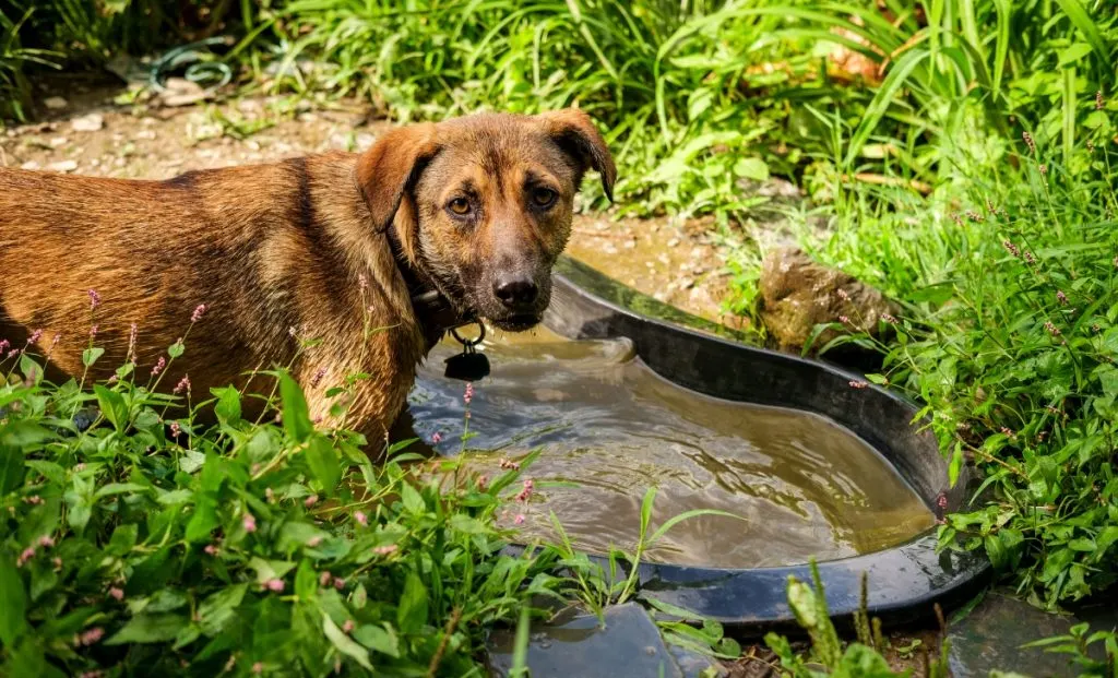 Anatolian Shepherd 