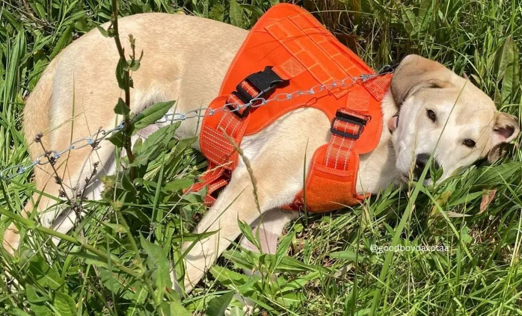 Anatolian Shepherd Labrador mix