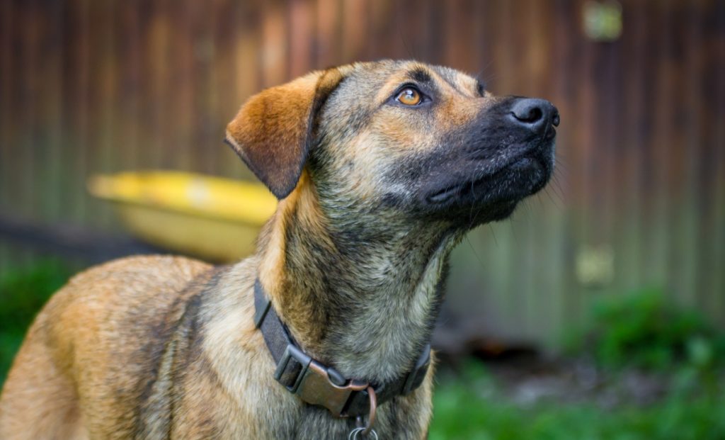 Anatolian Shepherd