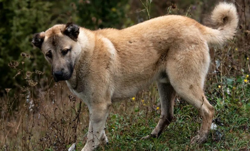 Anatolian Shepherd male