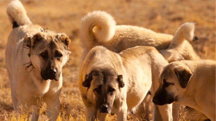 Male Vs Female Anatolian Shepherd Rundown: A Gender Battle 