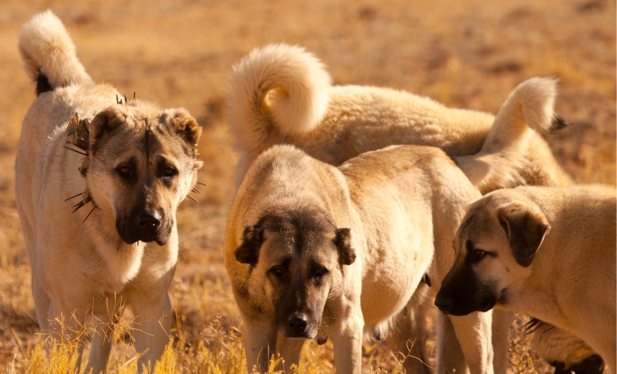 Anatolian Shepherd