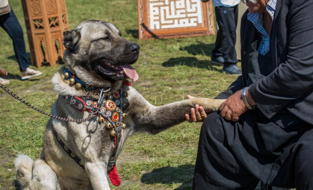 Anatolian Shepherd 