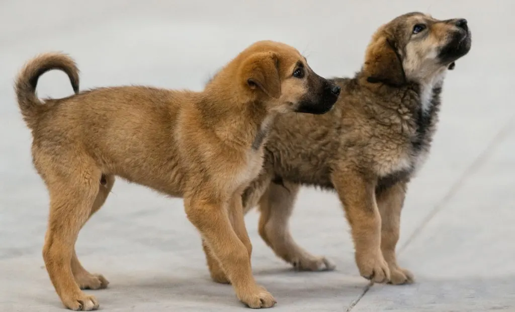 Anatolian Shepherd puppy