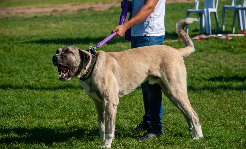 Anatolian Shepherd