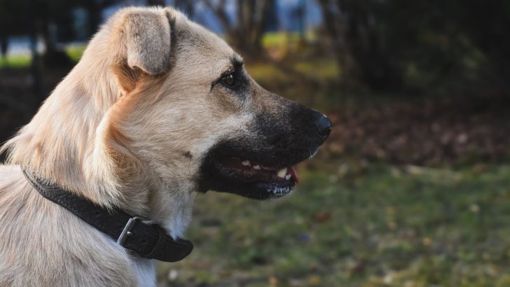 How To Train Anatolian Shepherds, All The Essentials Needed