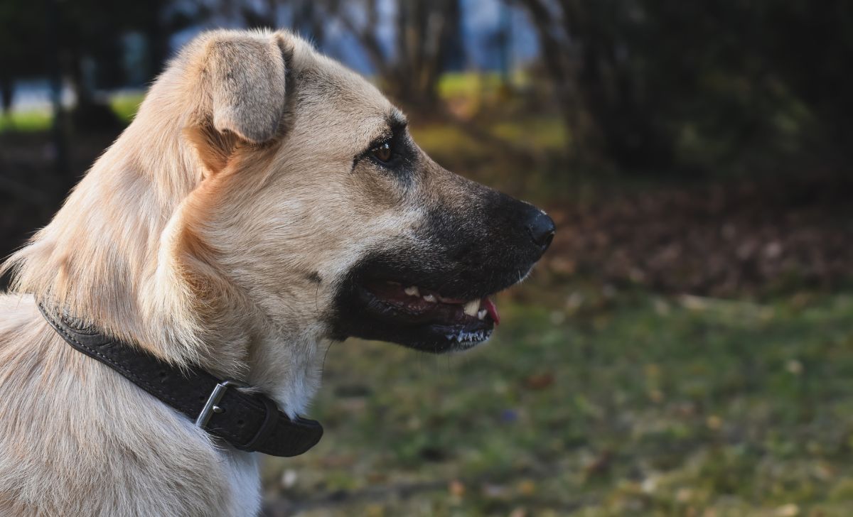 Anatolian shepherd