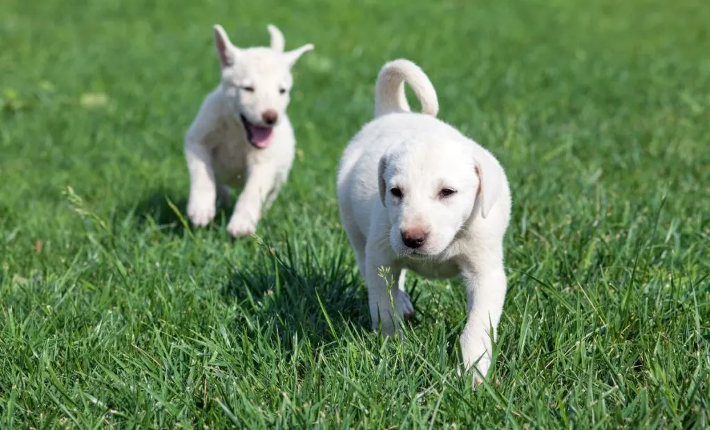 Anatolian shepherd puppy