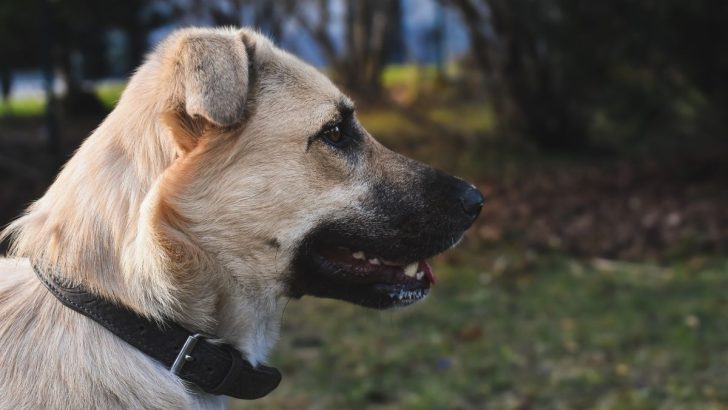 9 Anatolian Shepherd Health Issues You Must Know About 