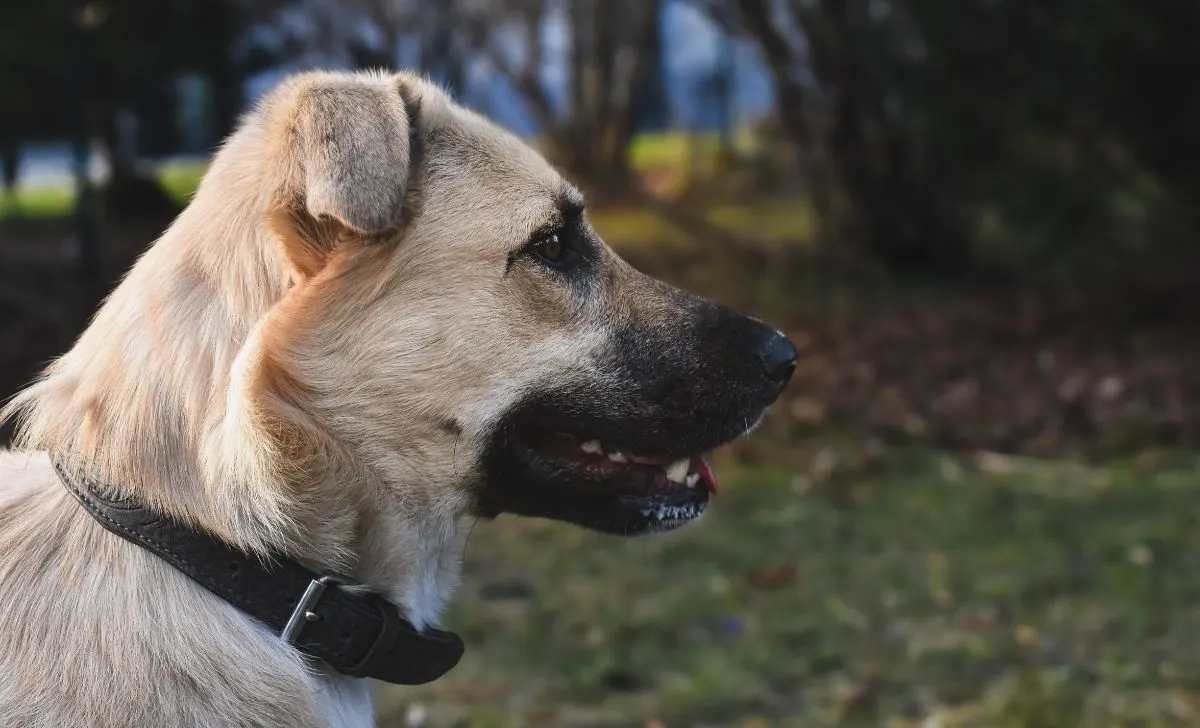 Anatolian shepherd