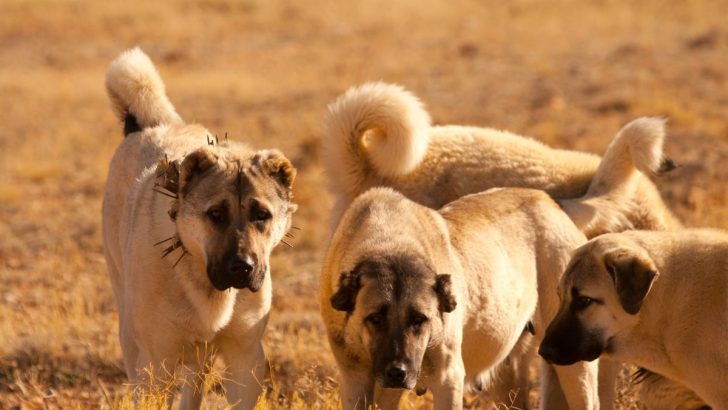 8 Amazing Anatolian Shepherd Colors And 6 Markings To Go With Them