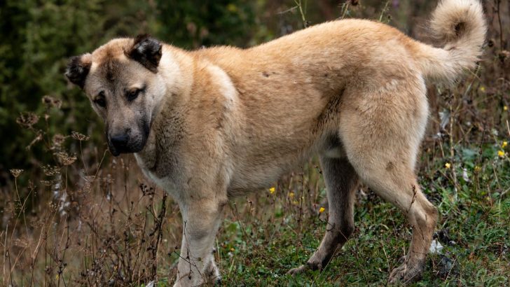 9 Anatolian Shepherd Breeders In The US That Check The Boxes