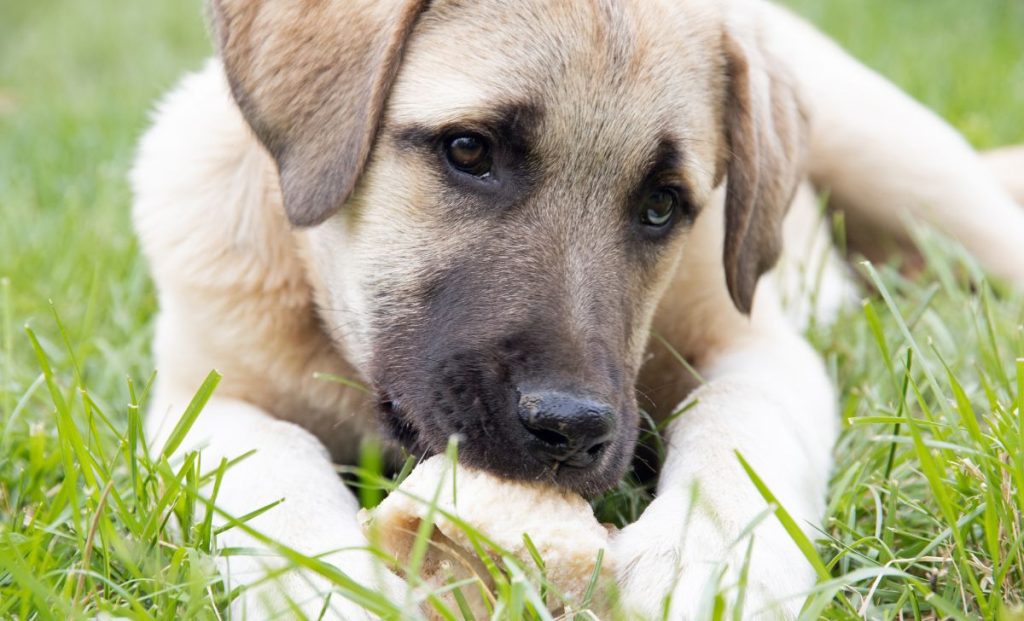 Anatolian shepherd eating