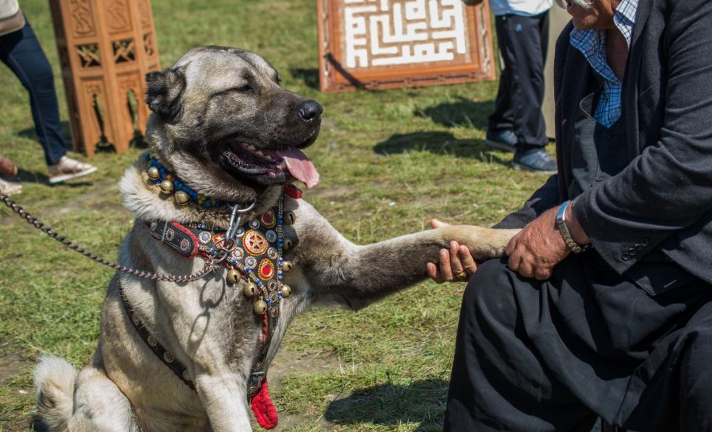 Anatolian shepherd elbow