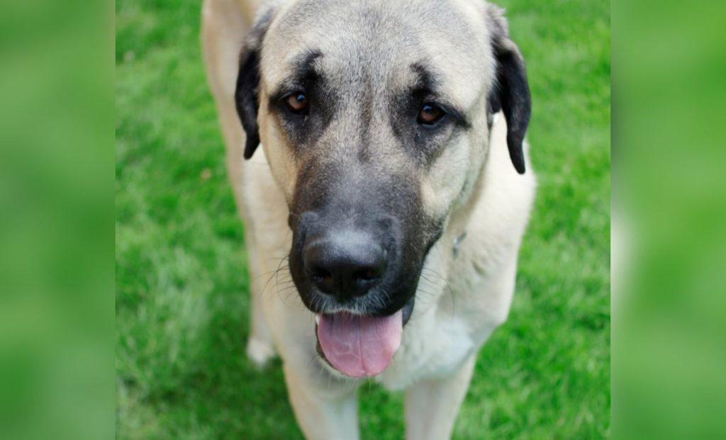 Anatolian shepherd eyes