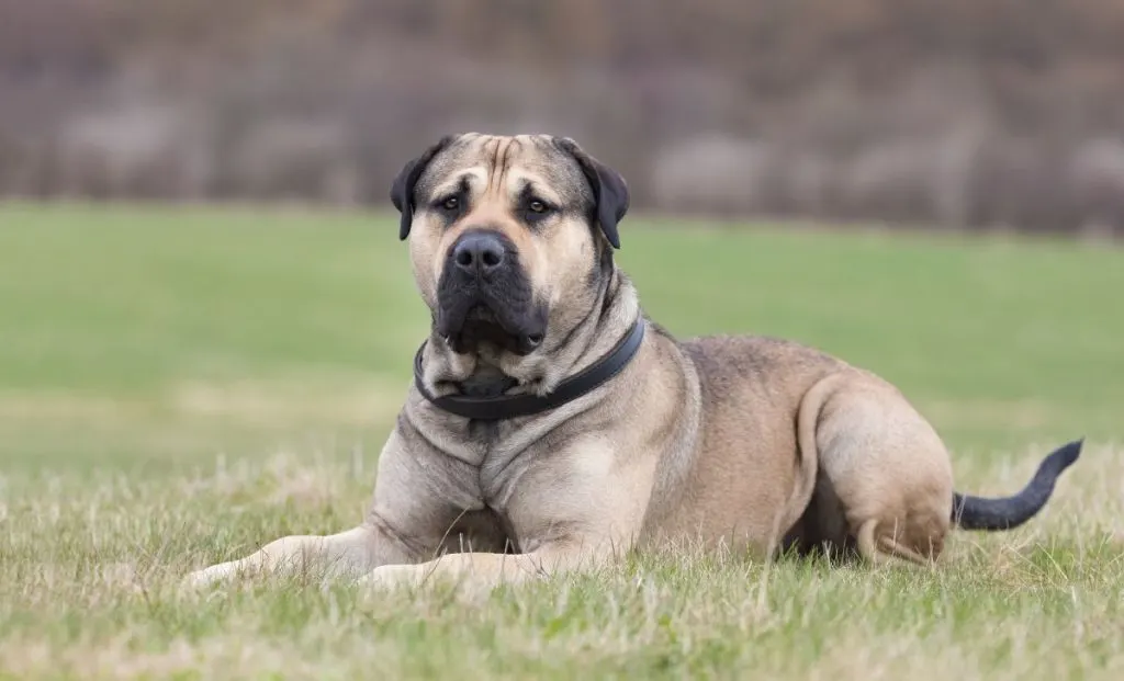 Anatolian-shepherd-guard