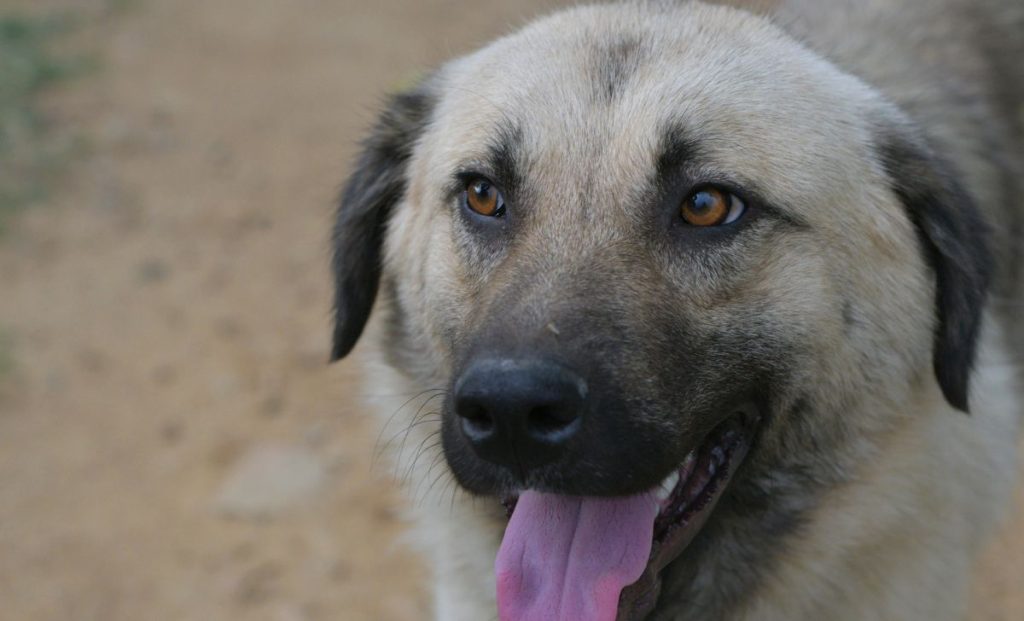 Anatolian shepherd head