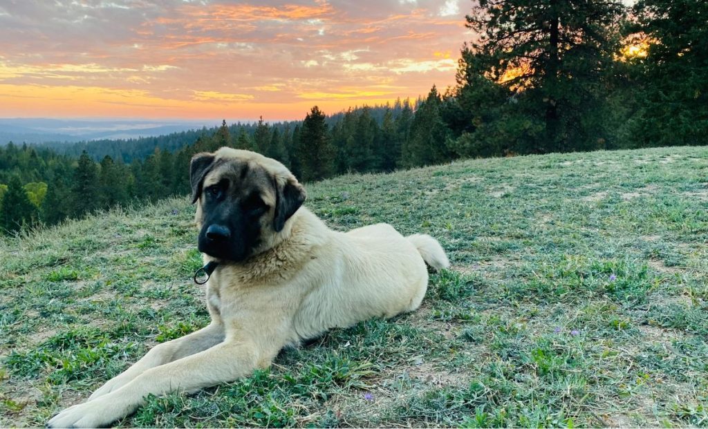 Anatolian shepherd laying