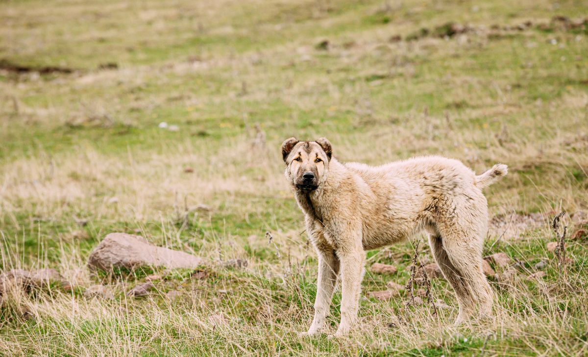 Anatolian shepherd mountain