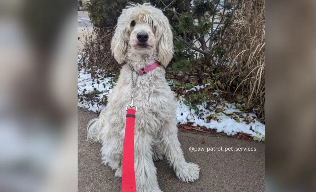 Anatolian shepherd poodle mix