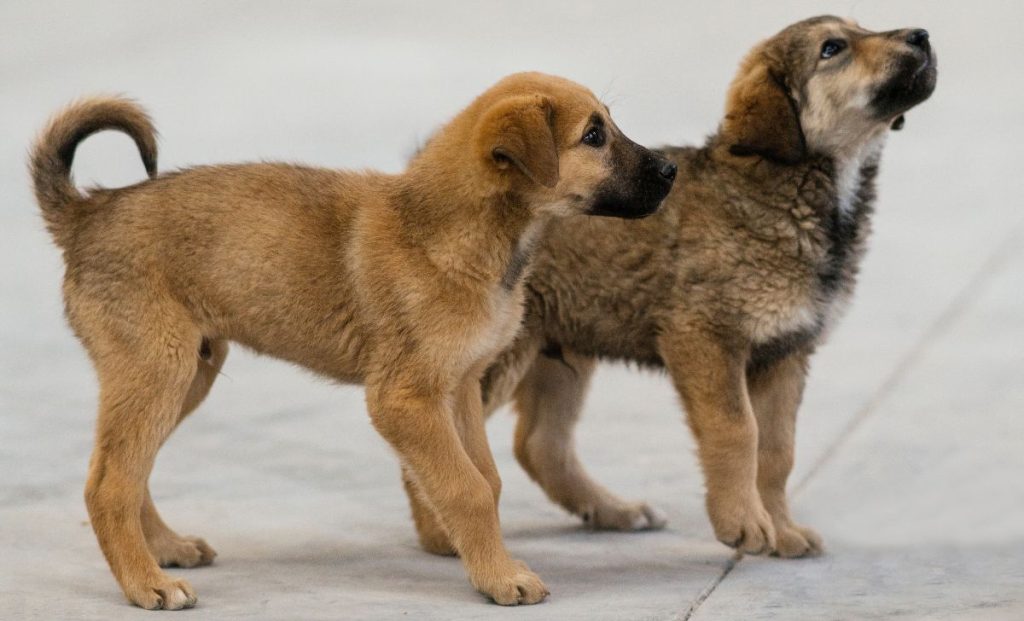 Anatolian Shepherd puppy