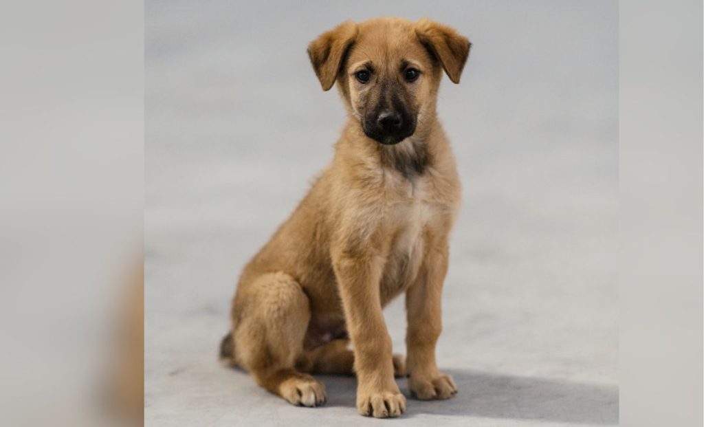 Anatolian shepherd puppy