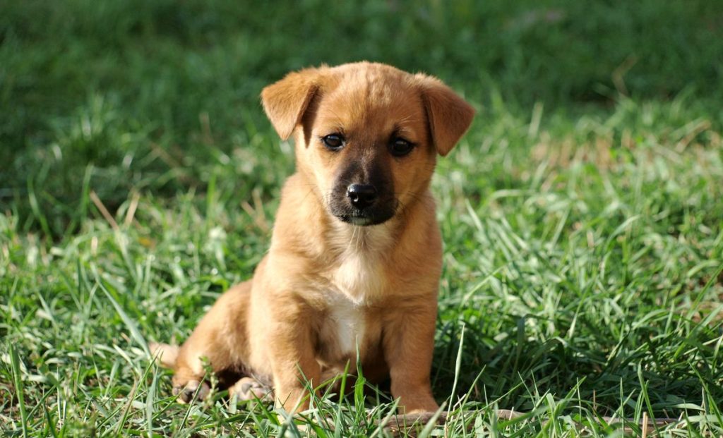 Australian Shepherd puppy