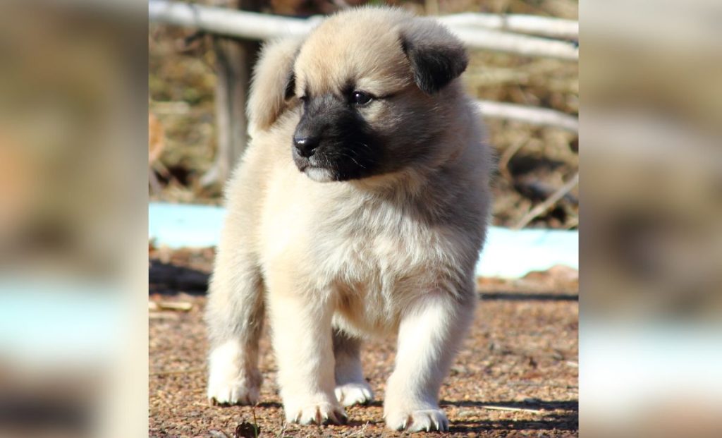 Anatolian-shepherd-puppy