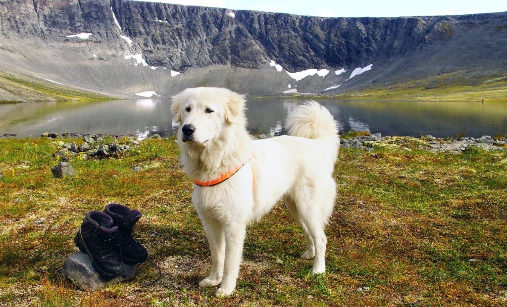 Anatolian shepherd white.