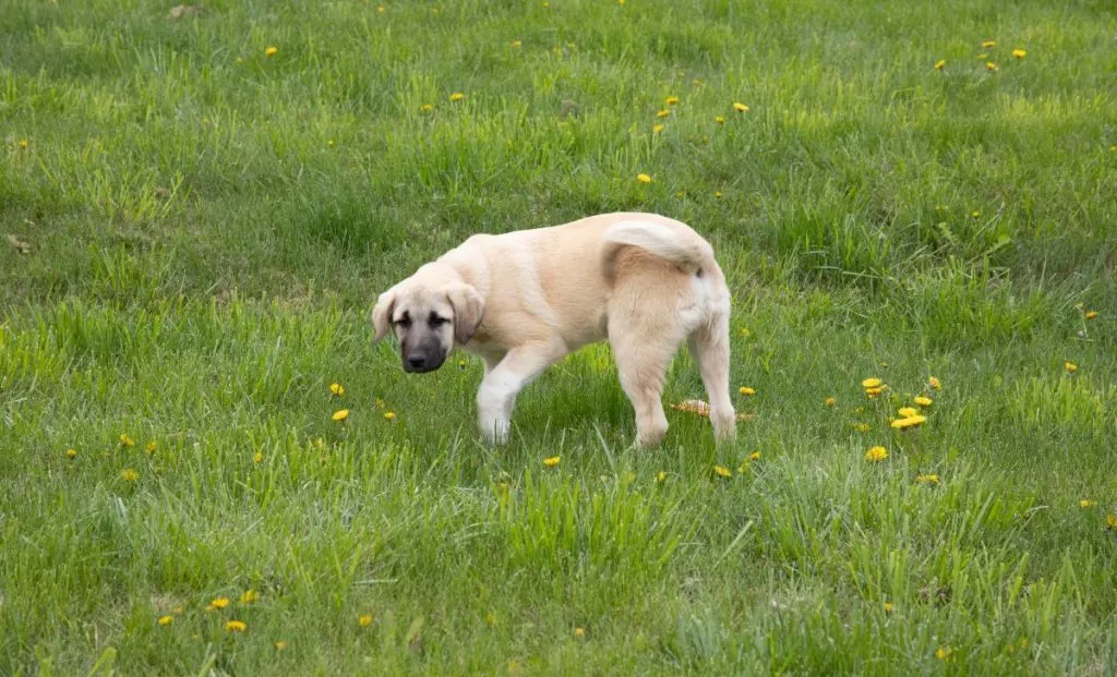 Anatolian shepherd puppy