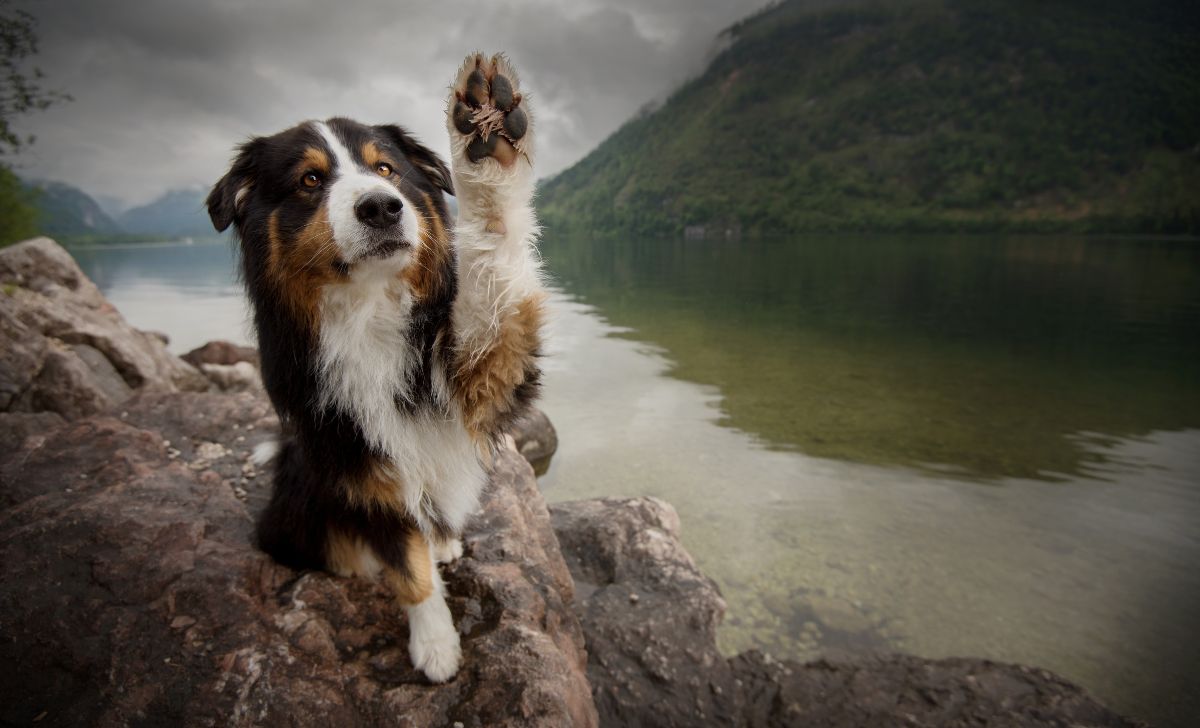 Australian shepherd