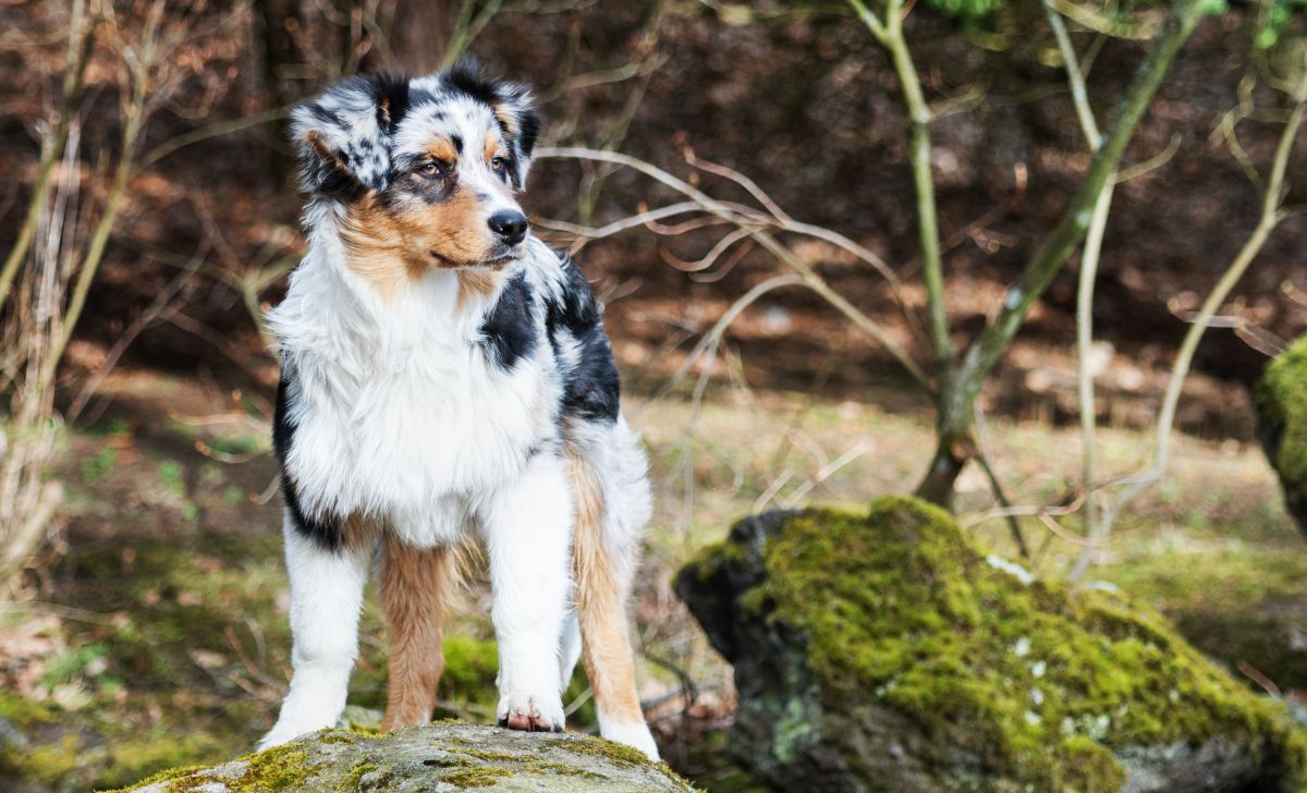 Australian Shepherd Growth Chart & 6 Factors Affecting Their Growth