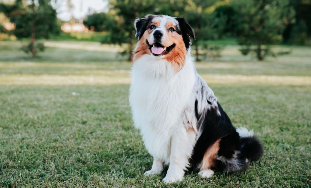 Australian shepherd adult