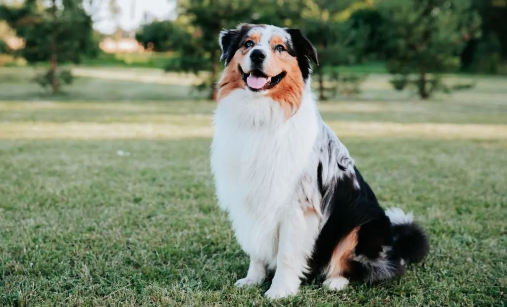 Australian shepherd adult